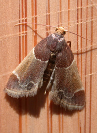 Meal Moth